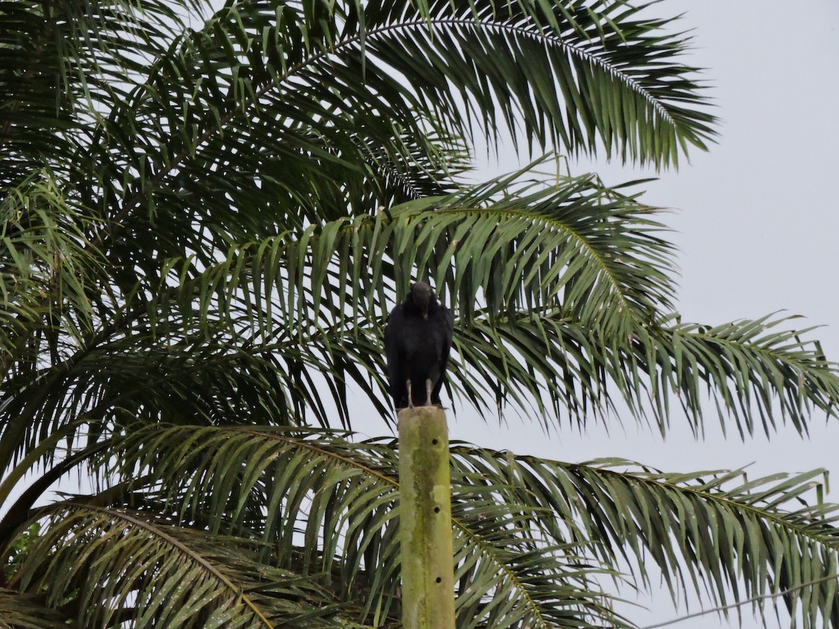 Black Vulture - Observadores Aves Puerto Asís