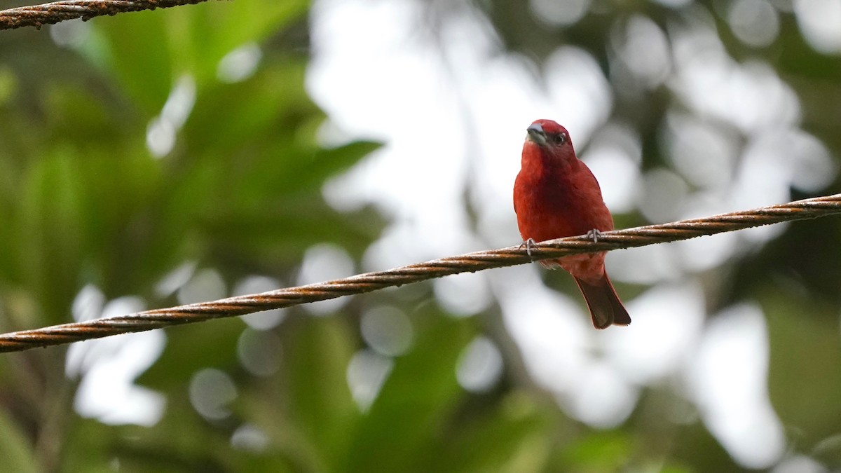 Hepatic Tanager - Indira Thirkannad