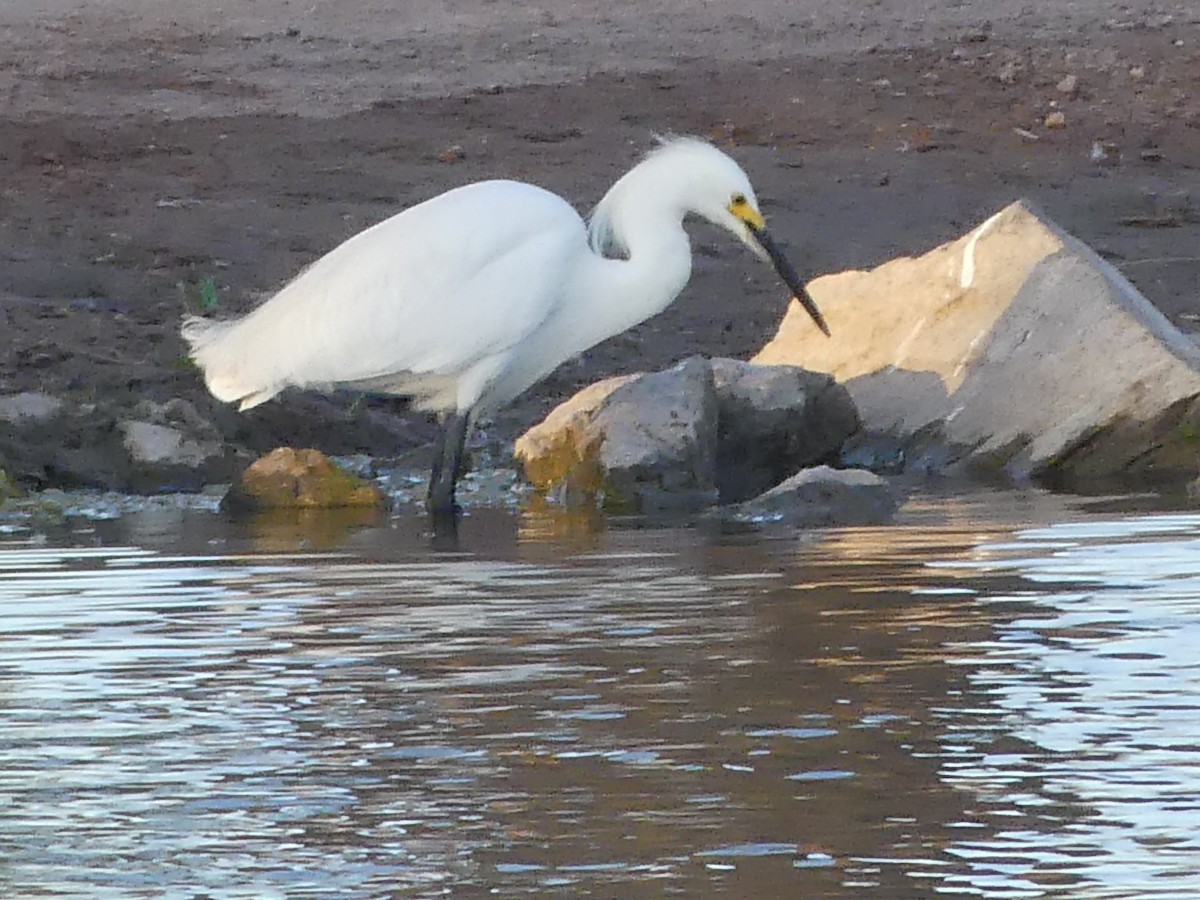 Snowy Egret - Dennis Wolter