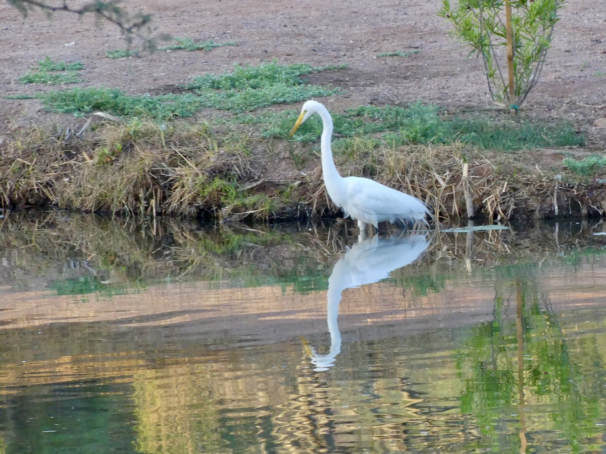 Great Egret - Dennis Wolter