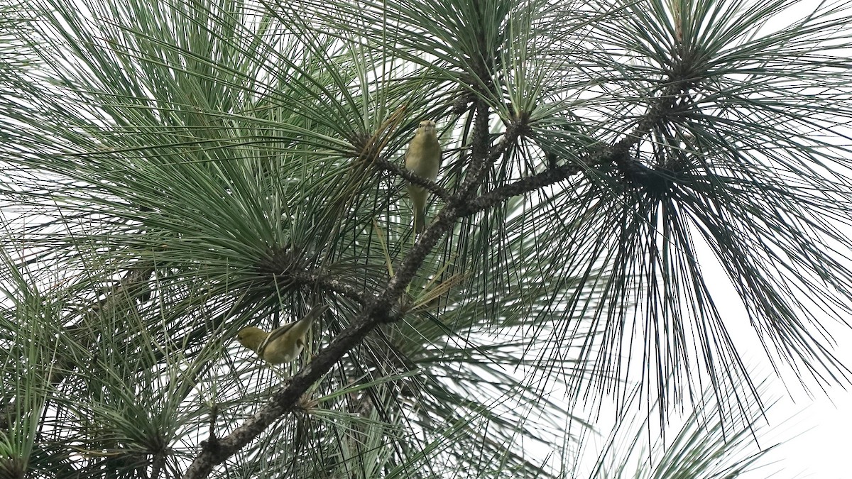 Bay-breasted Warbler - ML619525561