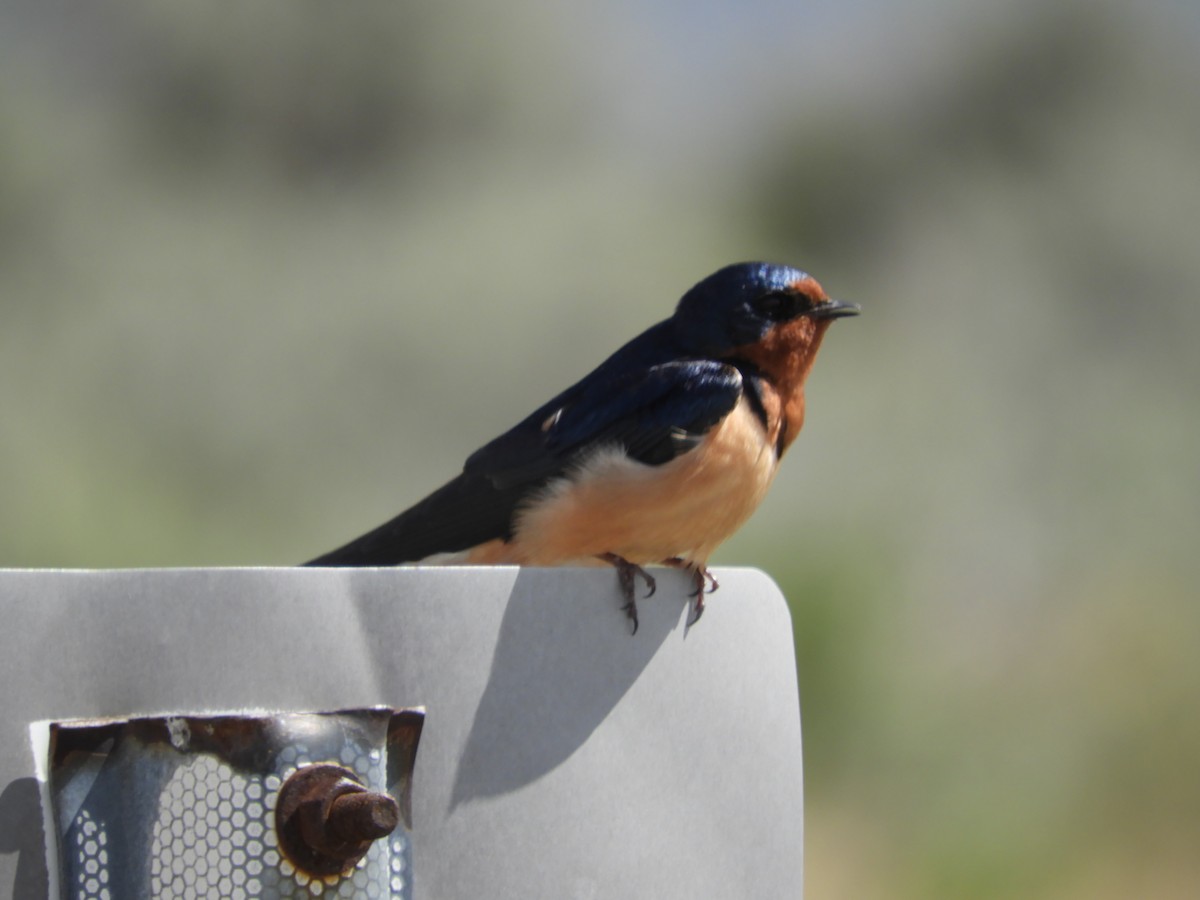 Barn Swallow - Thomas Bürgi