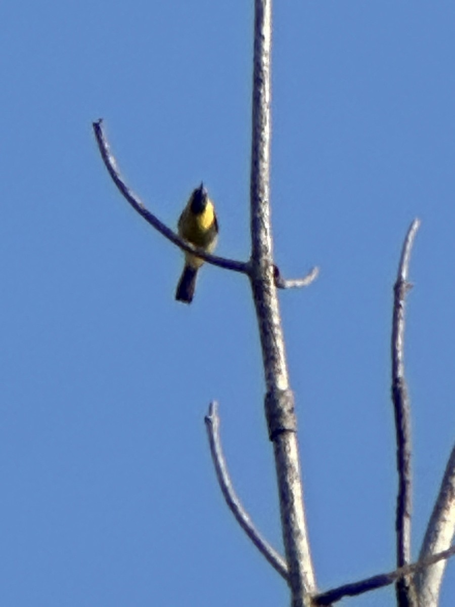 Hooded Oriole - Samuel Lauda