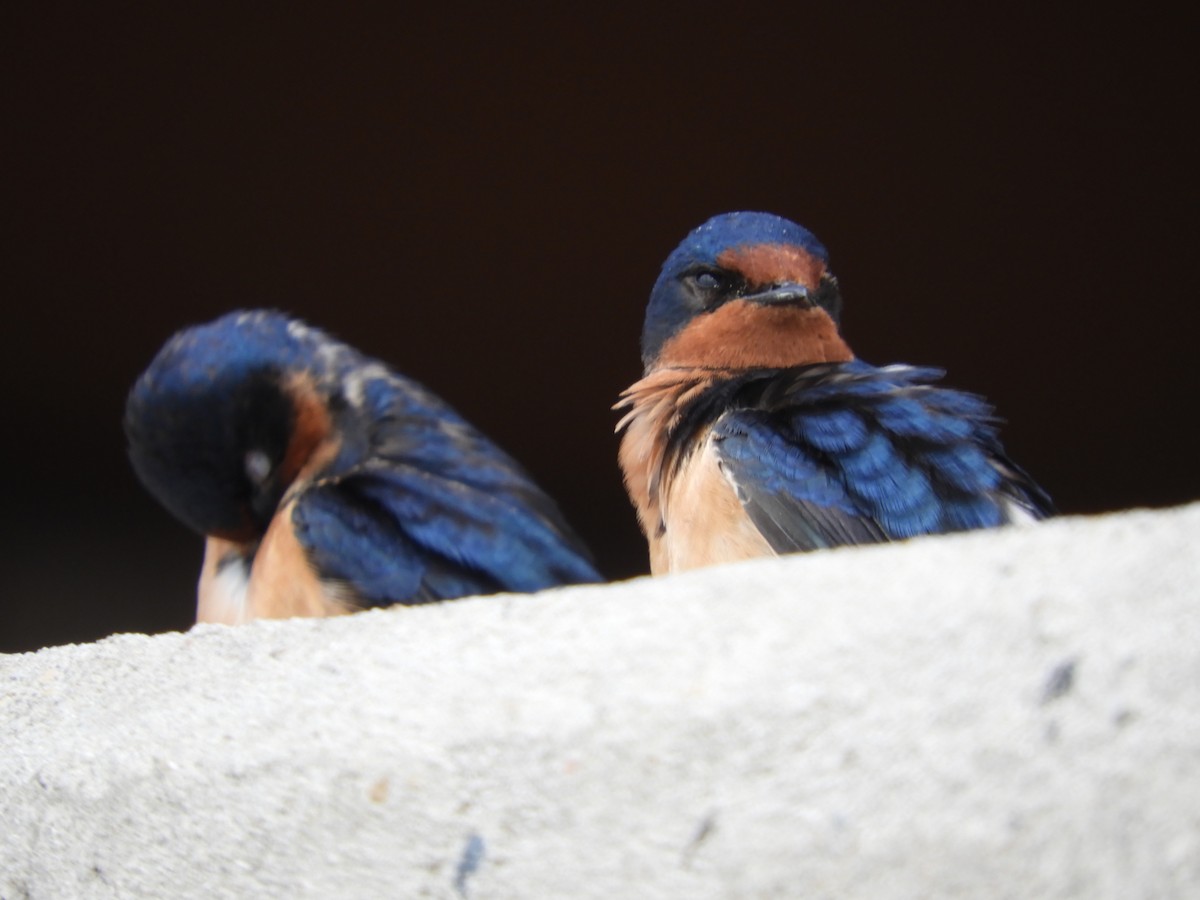 Barn Swallow - Thomas Bürgi