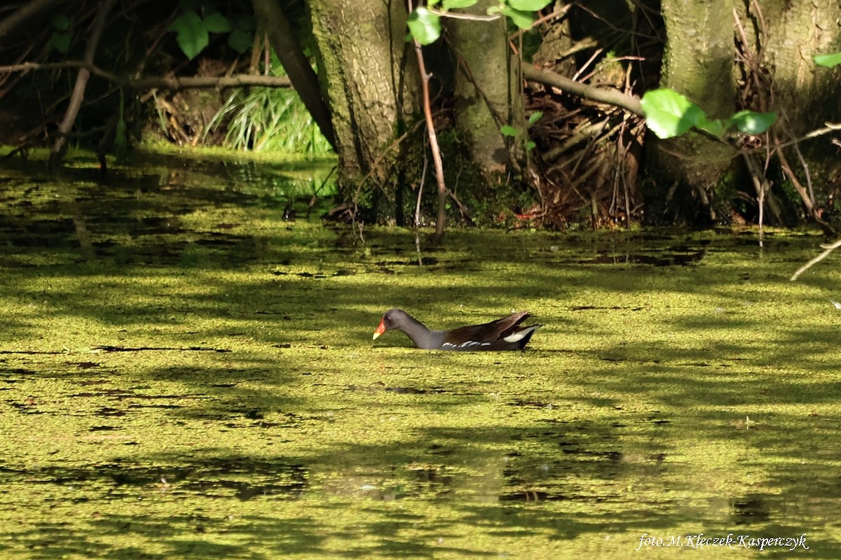 Eurasian Moorhen - Mirosława Klęczek