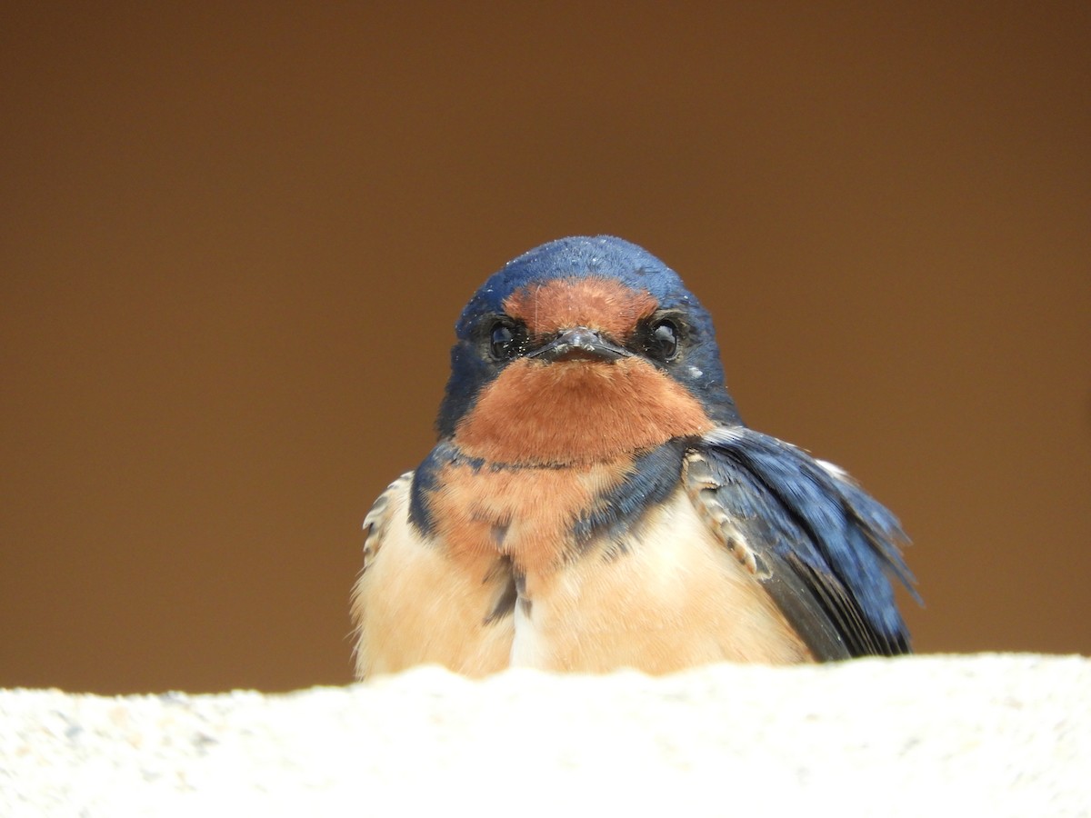 Barn Swallow - Thomas Bürgi