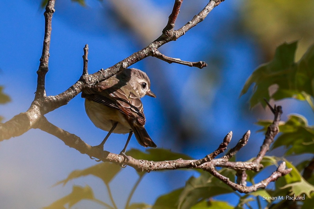 Warbling Vireo - Susan Packard