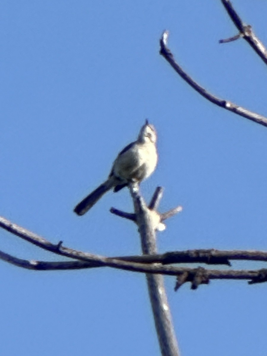 Northern Mockingbird - Samuel Lauda