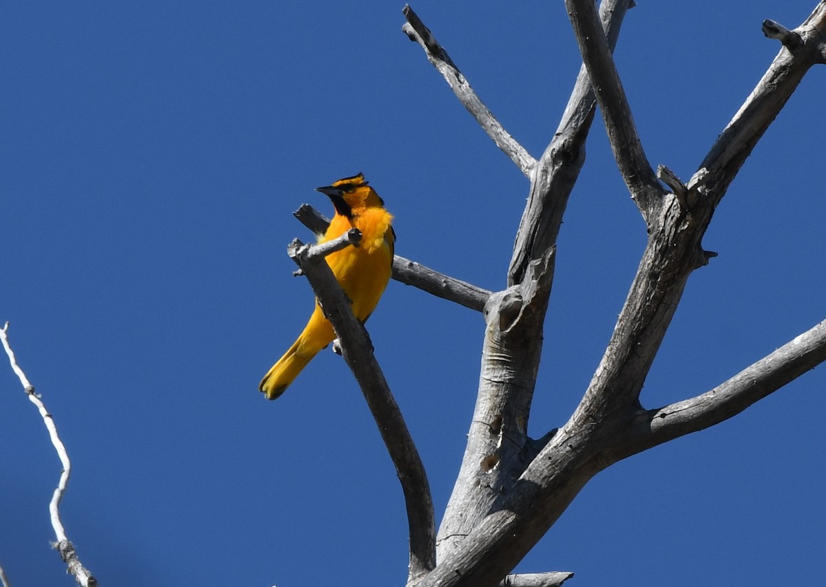 Bullock's Oriole - Janine McCabe