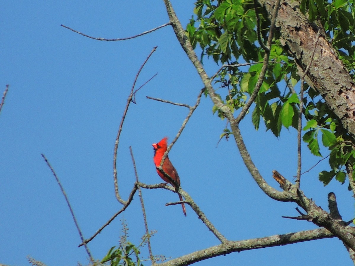 Northern Cardinal - ML619525581