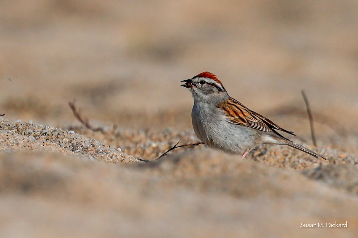 Chipping Sparrow - Susan Packard