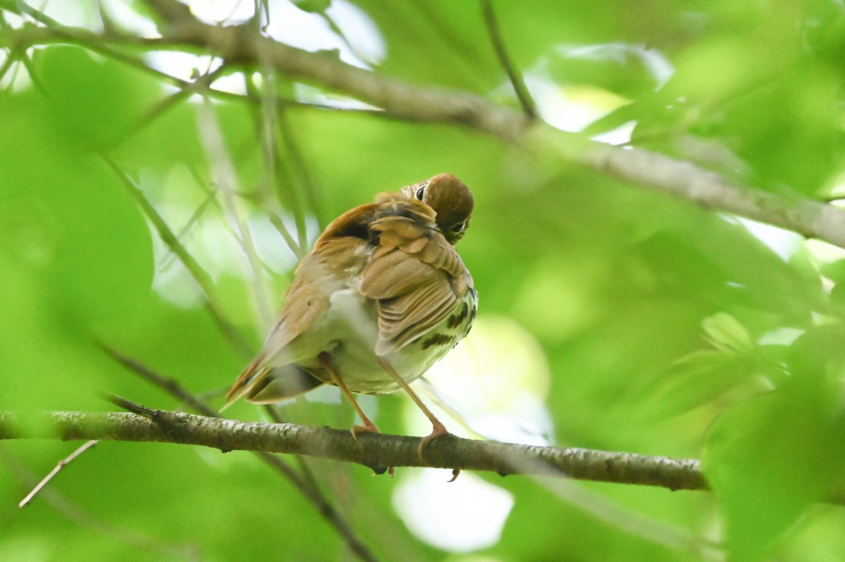 Wood Thrush - Dan O'Brien