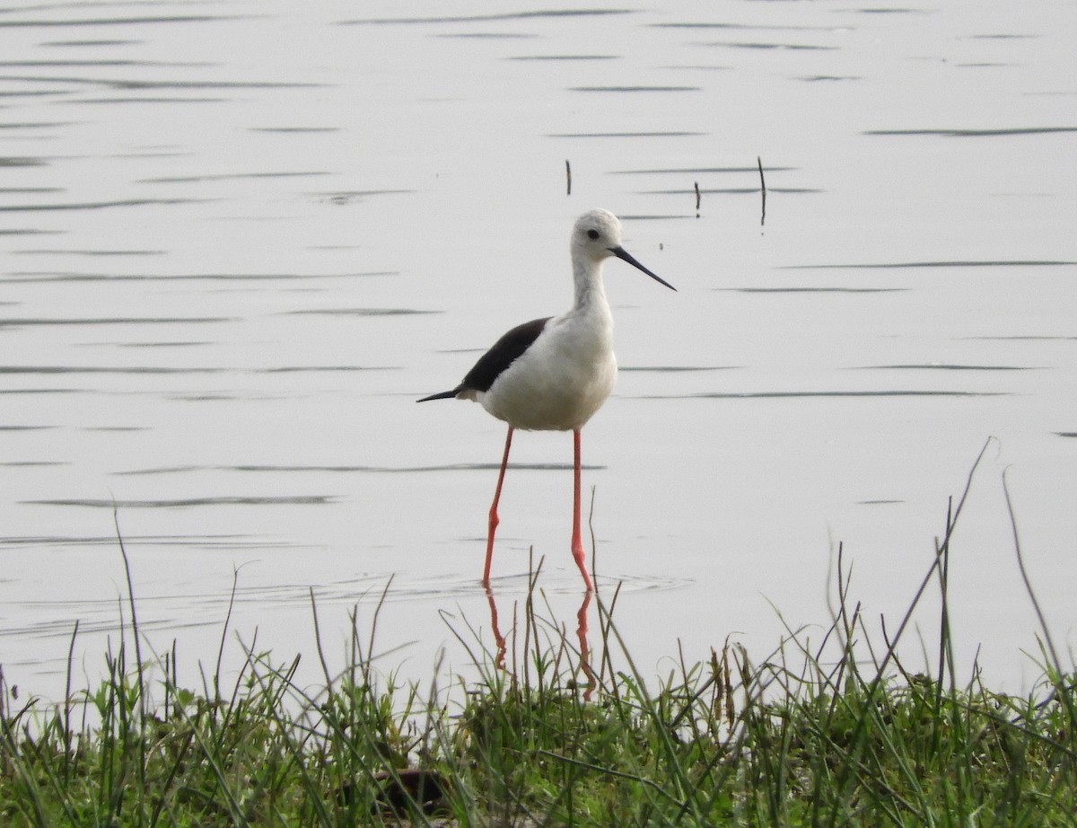 Black-winged Stilt - Manju Sinha