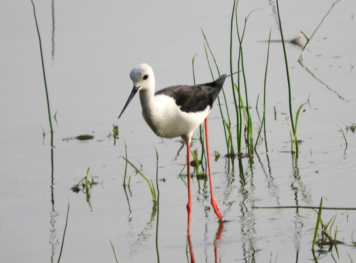 Black-winged Stilt - Manju Sinha