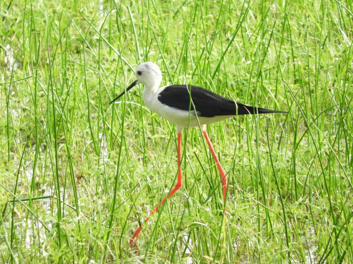 Black-winged Stilt - Manju Sinha