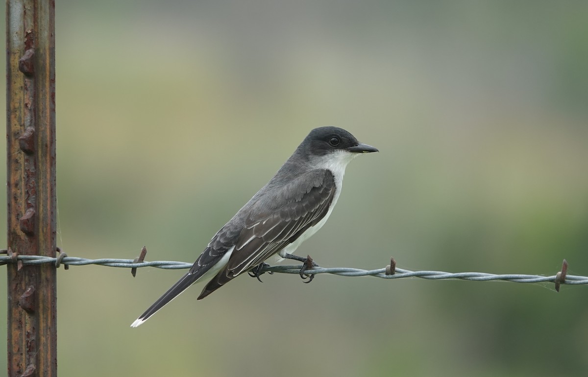 Eastern Kingbird - Doug Willick