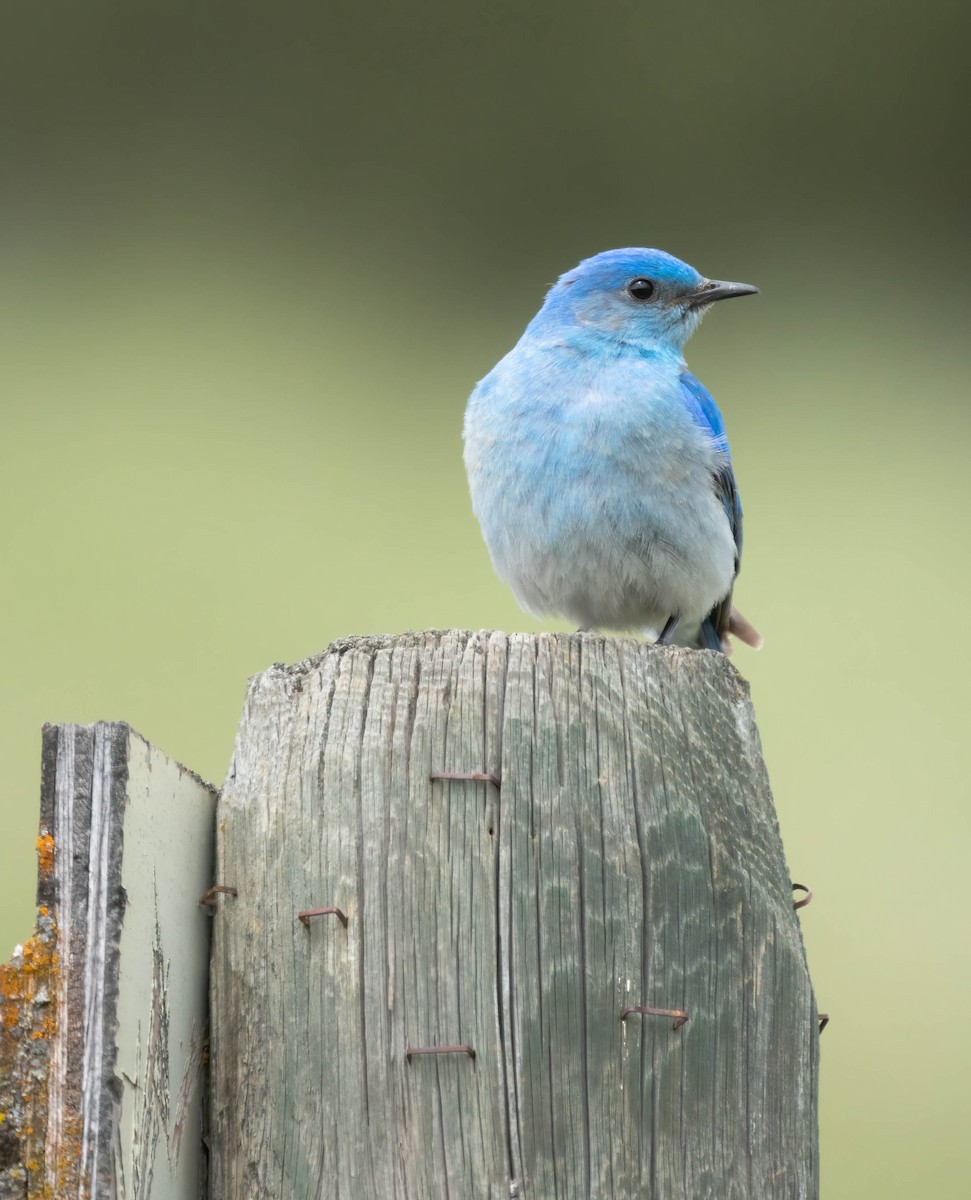 Mountain Bluebird - Jeremy & Rose