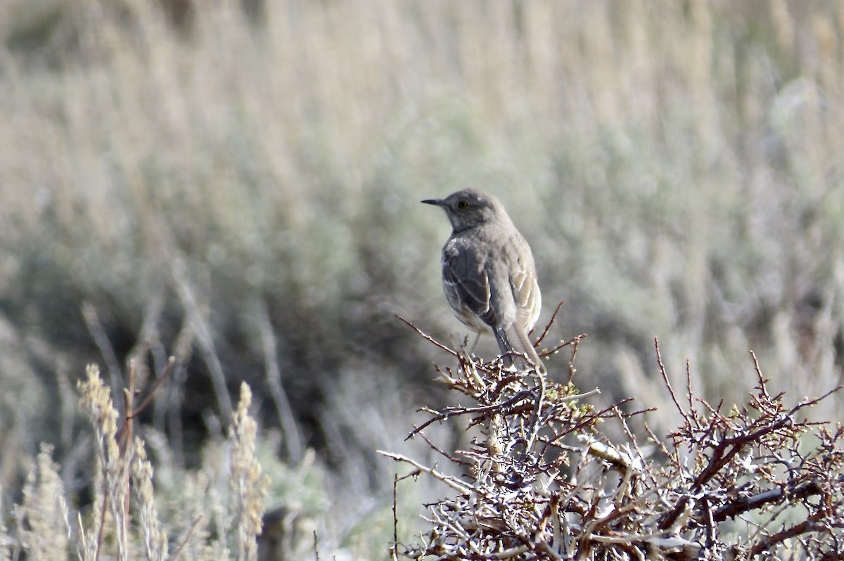 Sage Thrasher - Steve Mesick