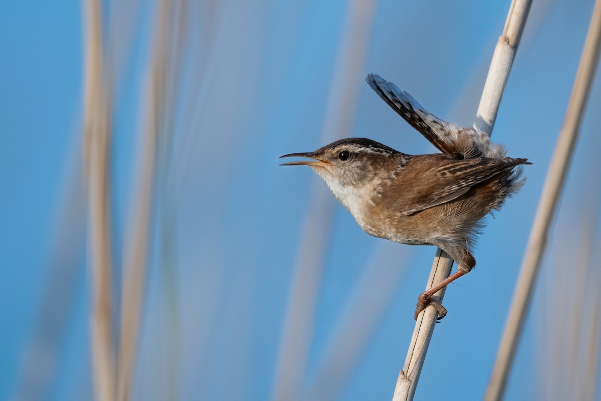 Marsh Wren - Brian Z