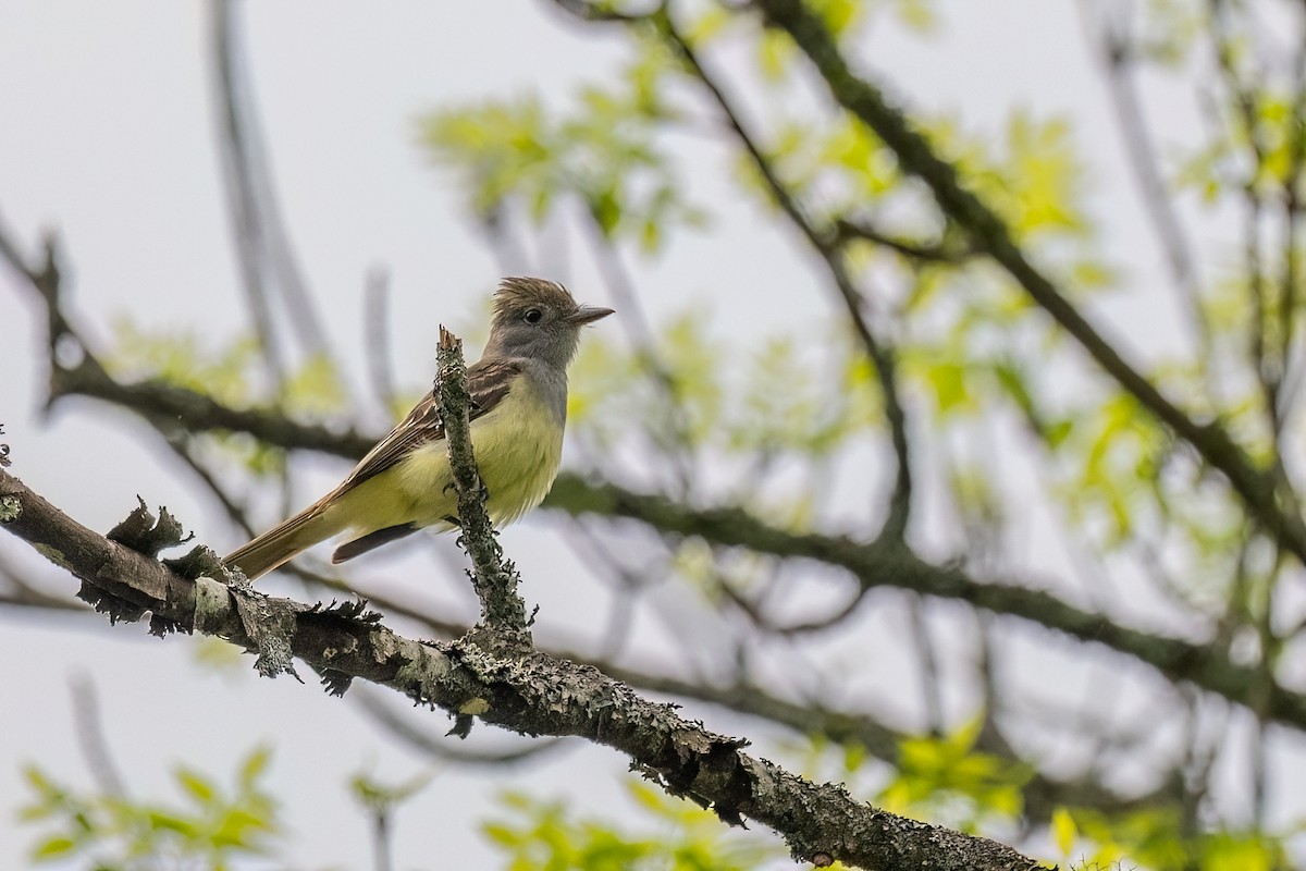 Great Crested Flycatcher - Sylvie Desmeules