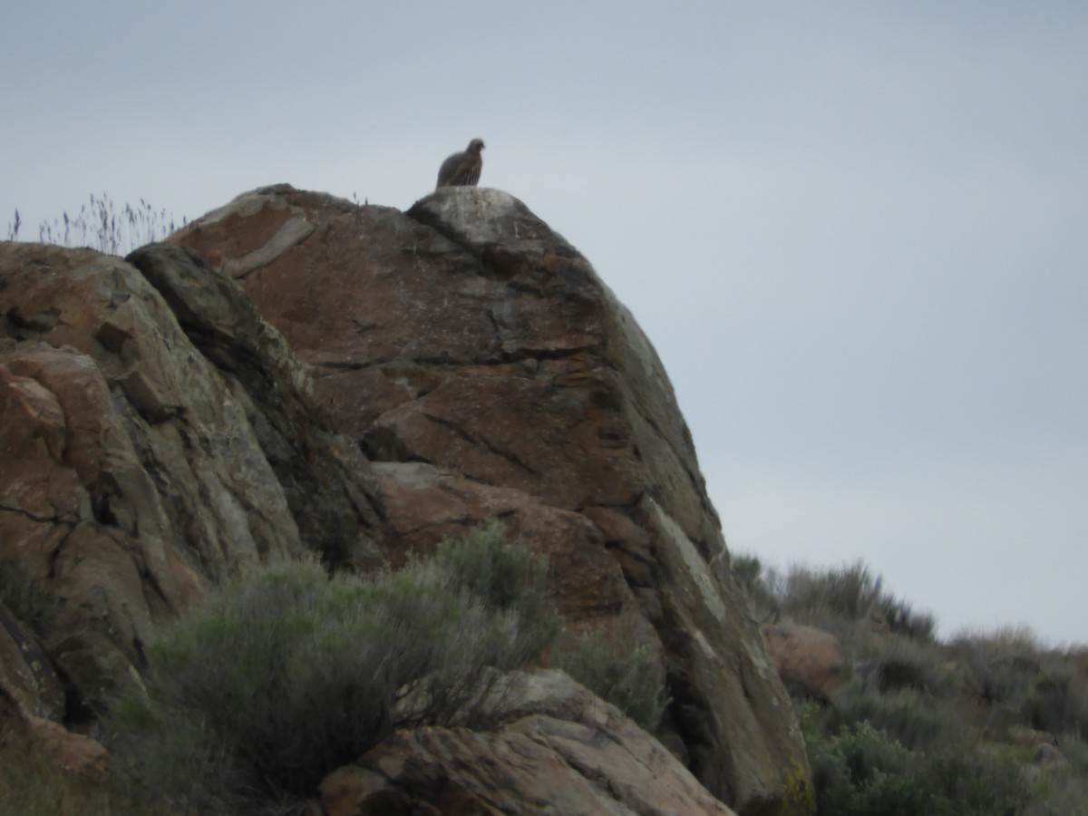 Chukar - Thomas Bürgi