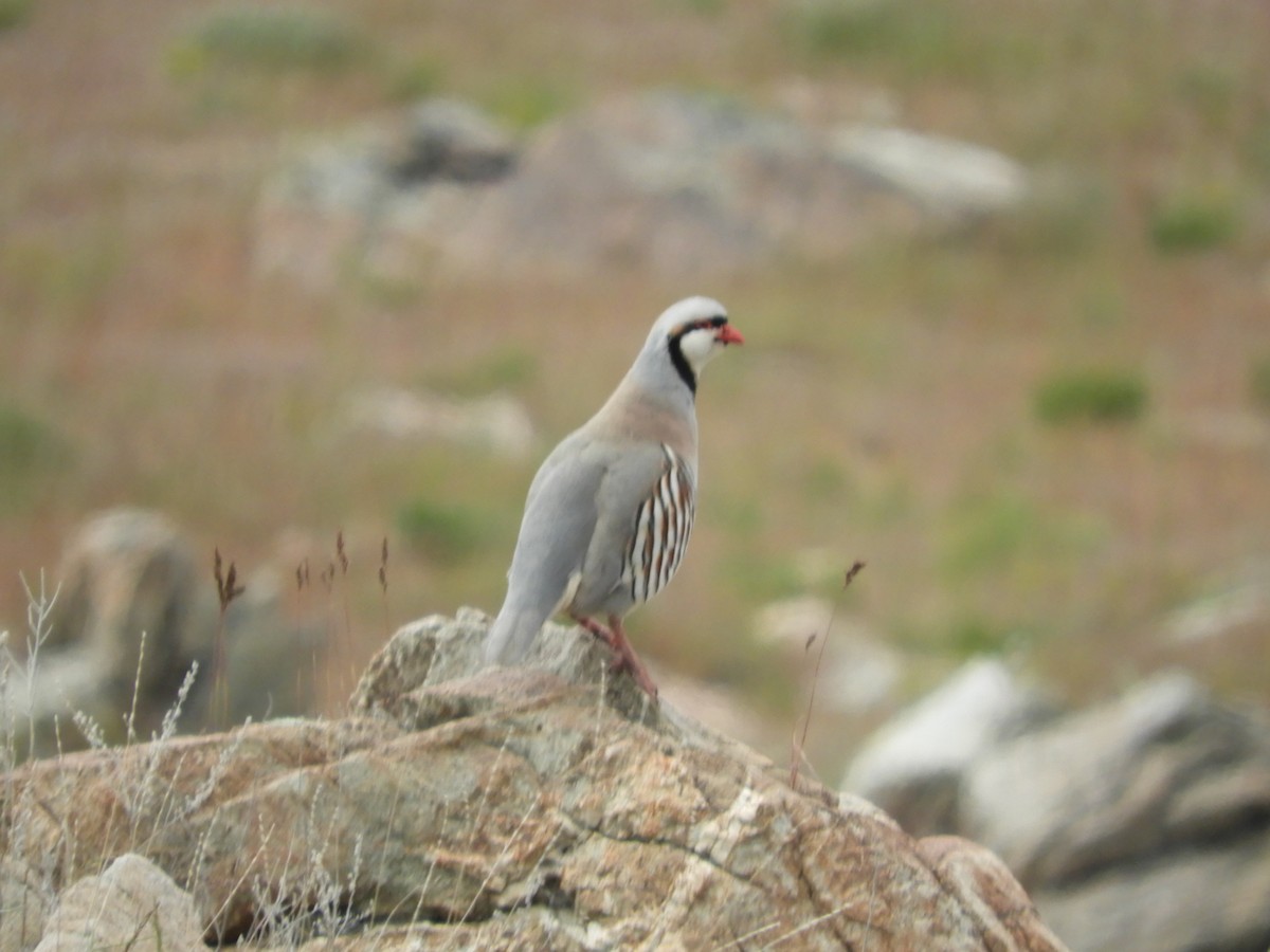 Chukar - Thomas Bürgi