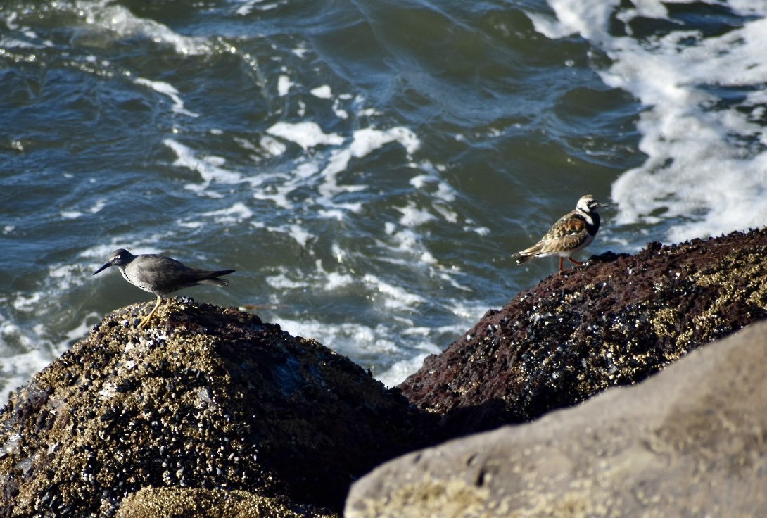 Wandering Tattler - Jason McKinney