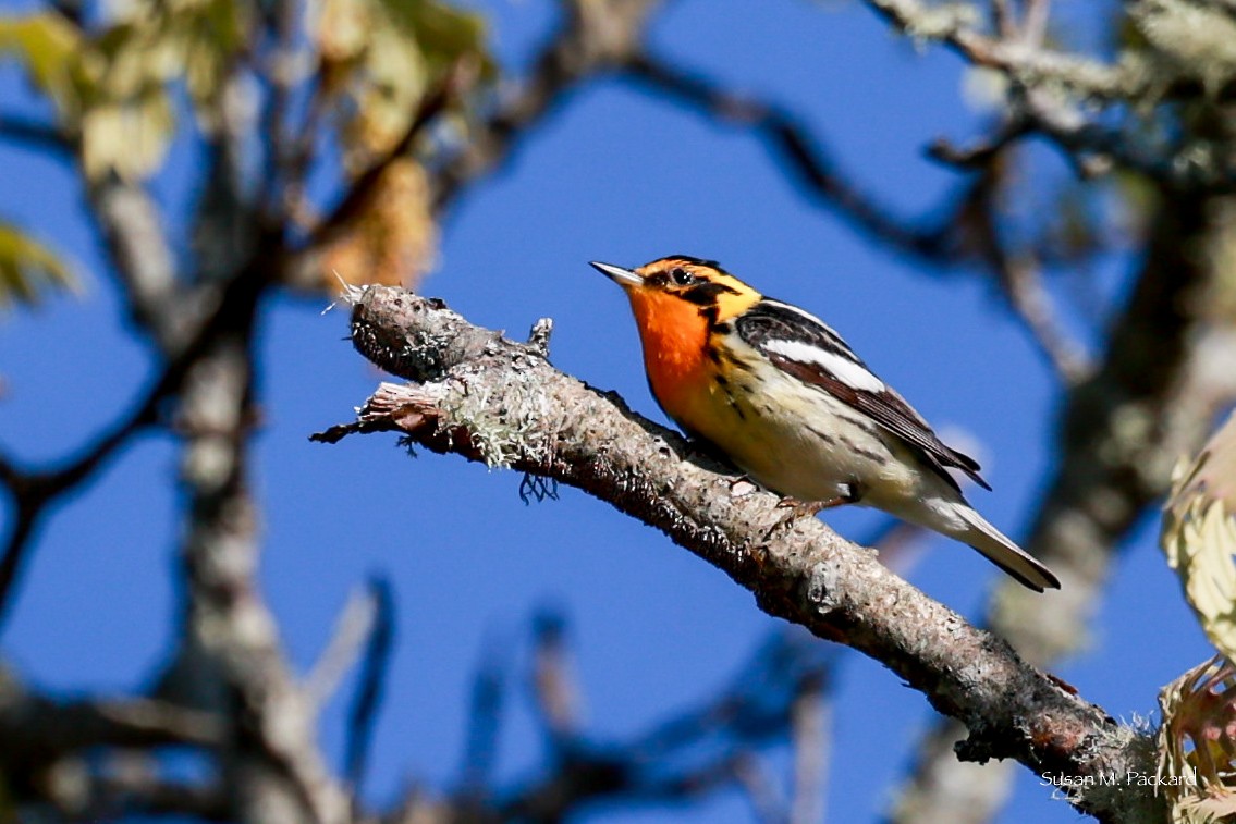 Blackburnian Warbler - Susan Packard