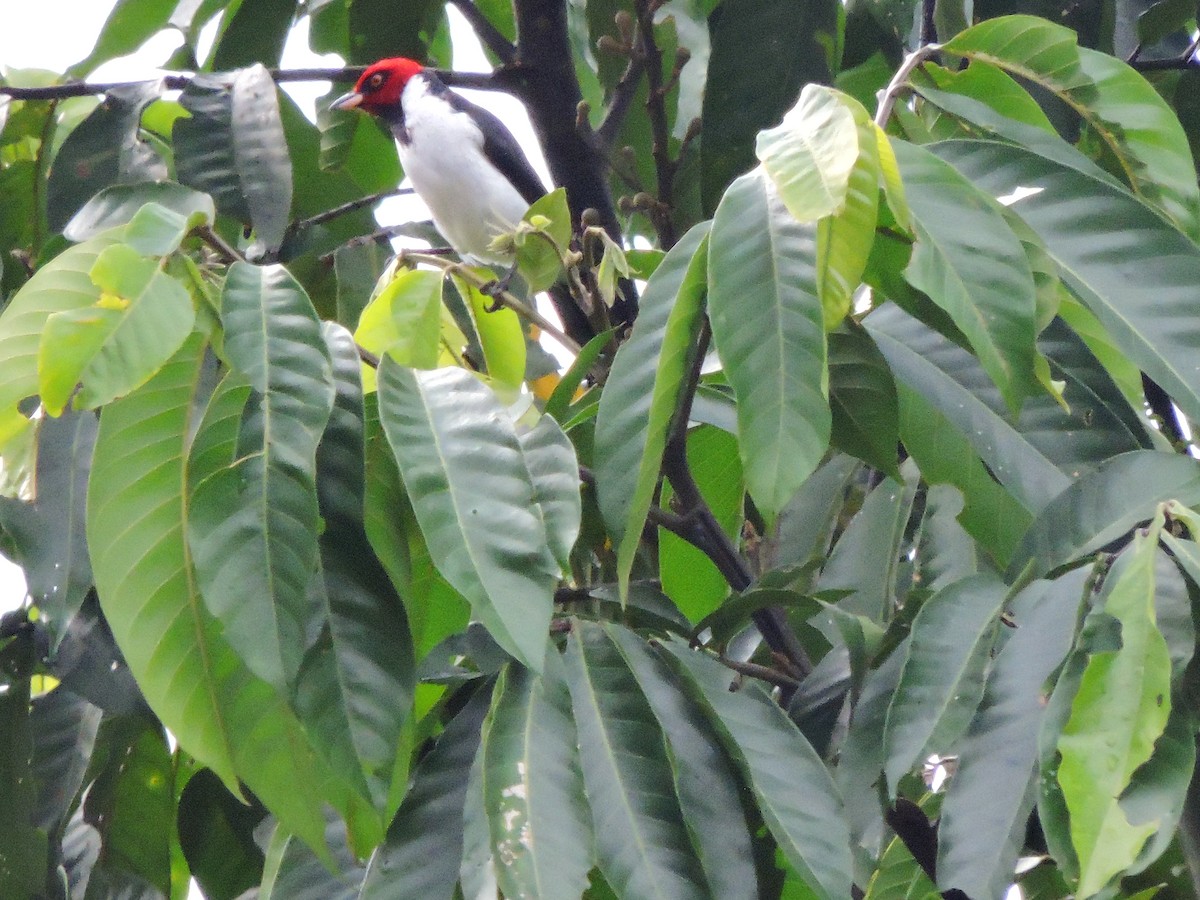 Red-capped Cardinal - Observadores Aves Puerto Asís