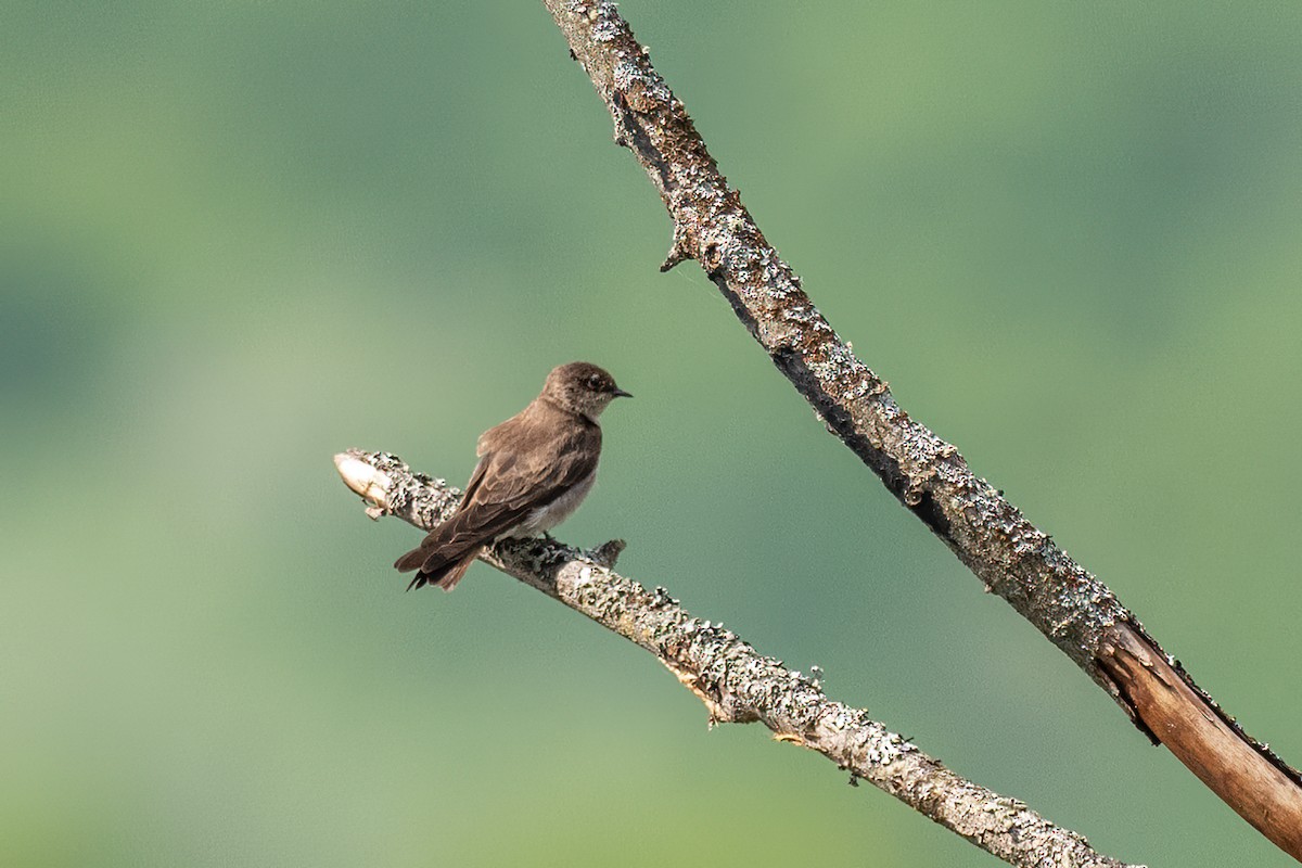 Northern Rough-winged Swallow - Sylvie Desmeules