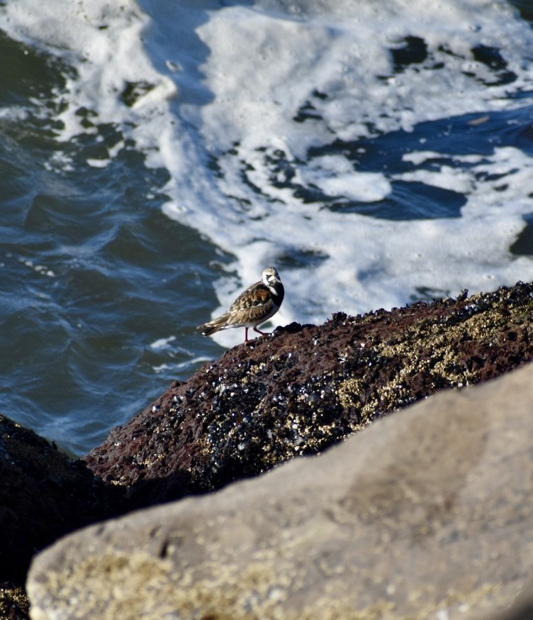 Ruddy Turnstone - Jason McKinney