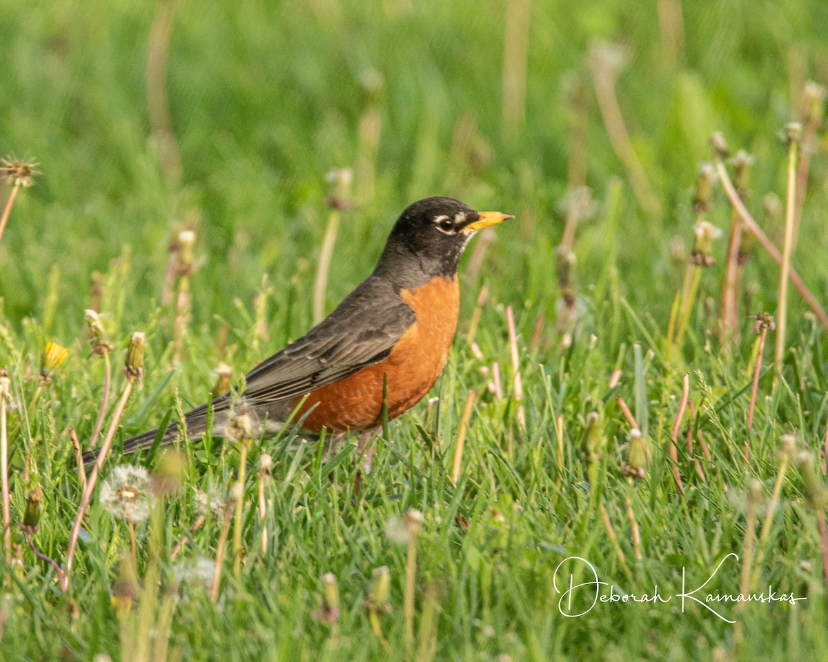 American Robin - Deborah Kainauskas