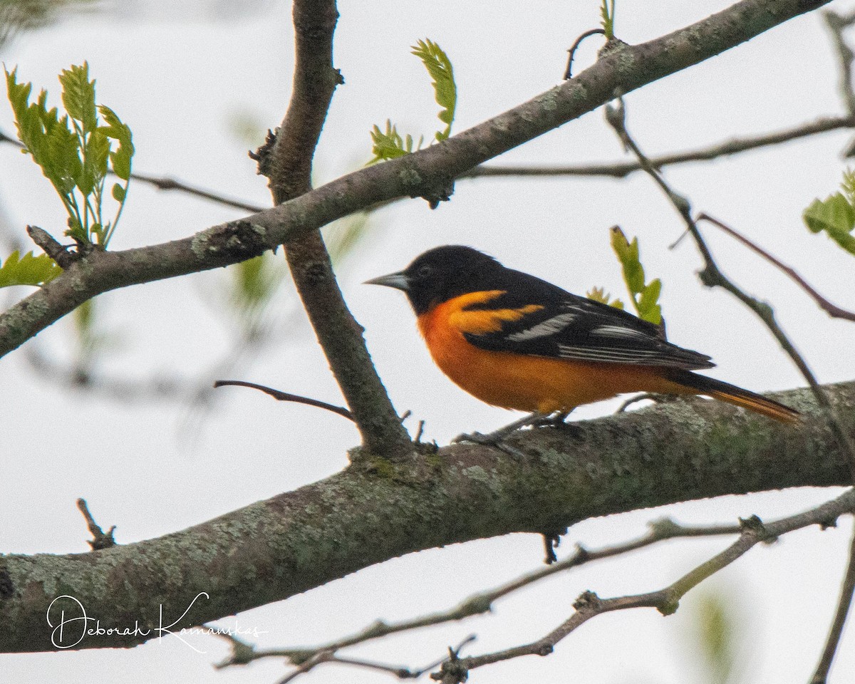 Baltimore Oriole - Deborah Kainauskas