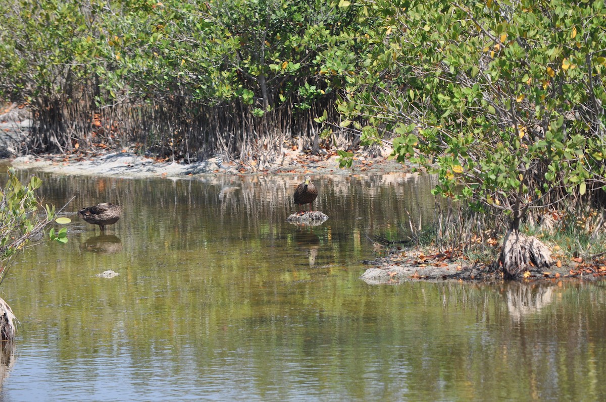 Mottled Duck - Colin Giebner