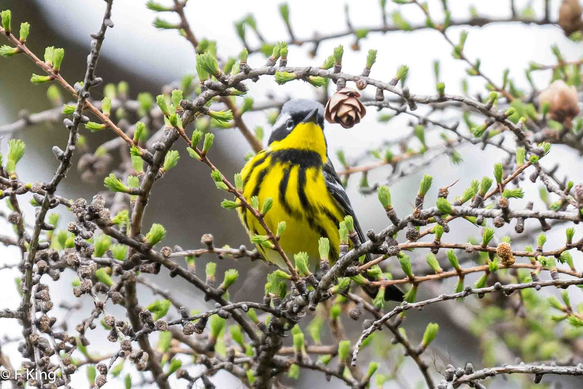 Magnolia Warbler - Frank King