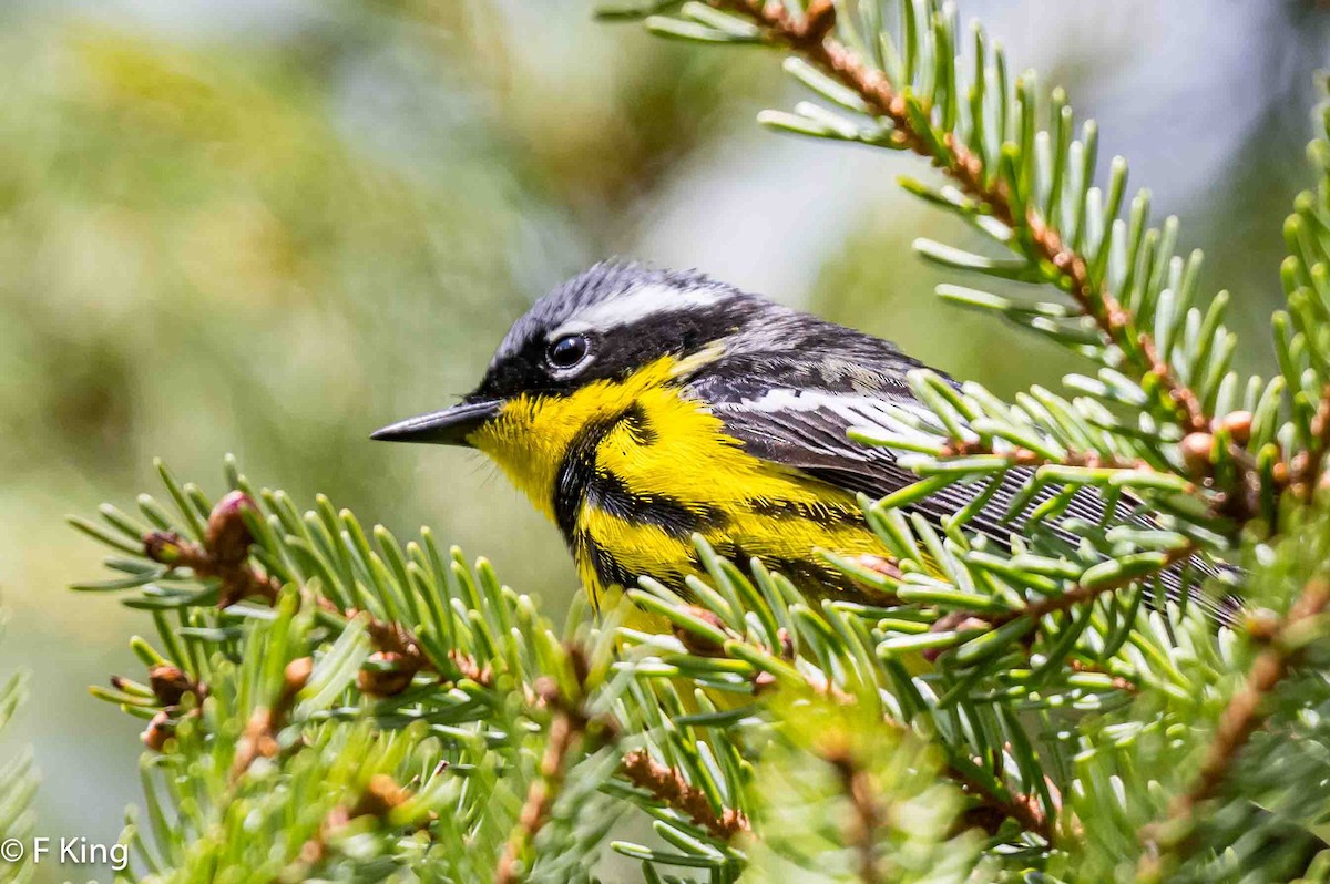 Magnolia Warbler - Frank King