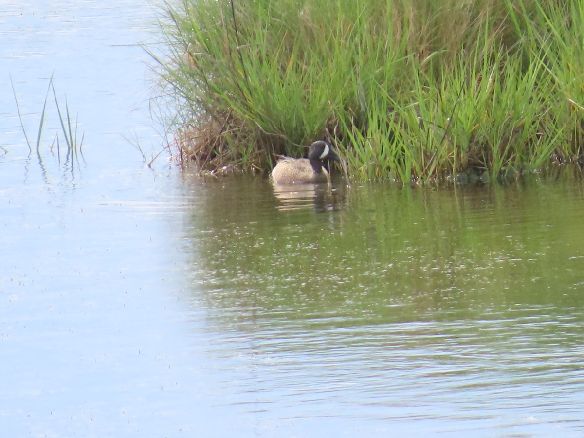 Blue-winged Teal - robert lethco