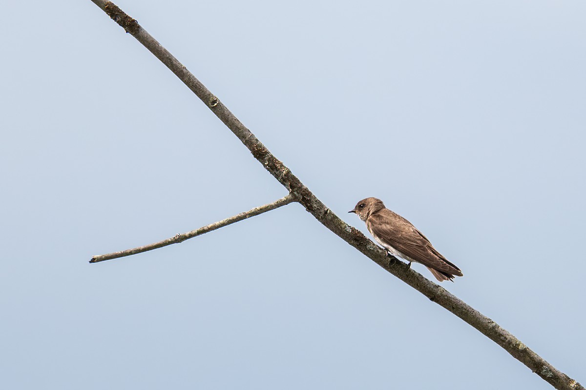 Northern Rough-winged Swallow - Sylvie Desmeules