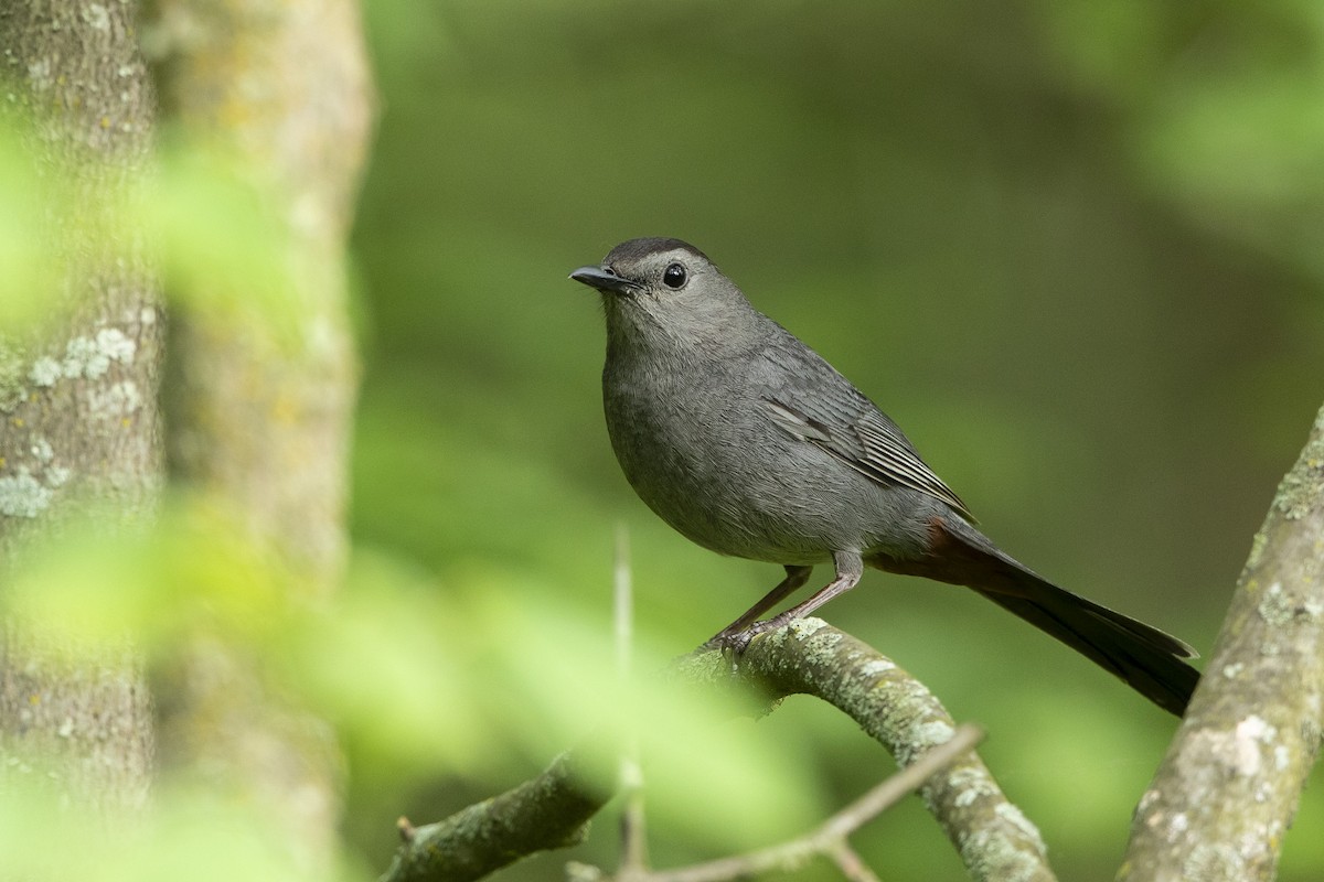 Gray Catbird - John Troth