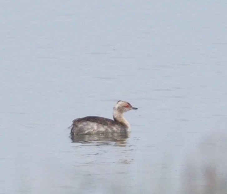 Horned Grebe - ML619525647