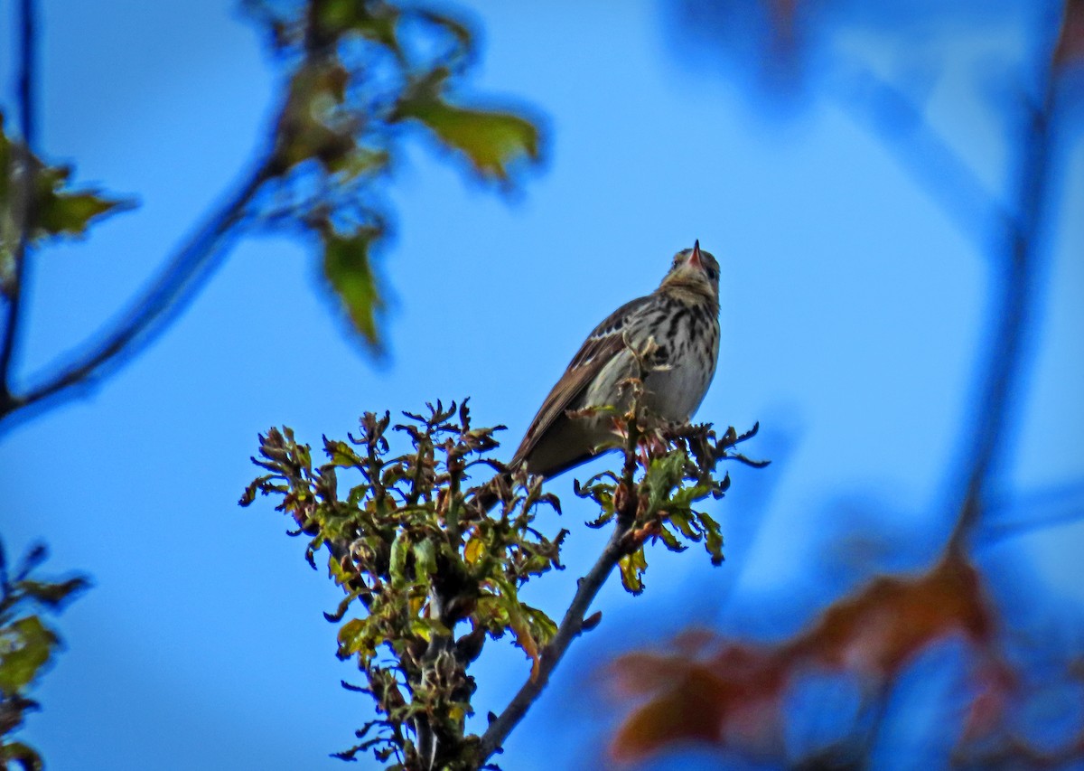 Tree Pipit - ML619525649