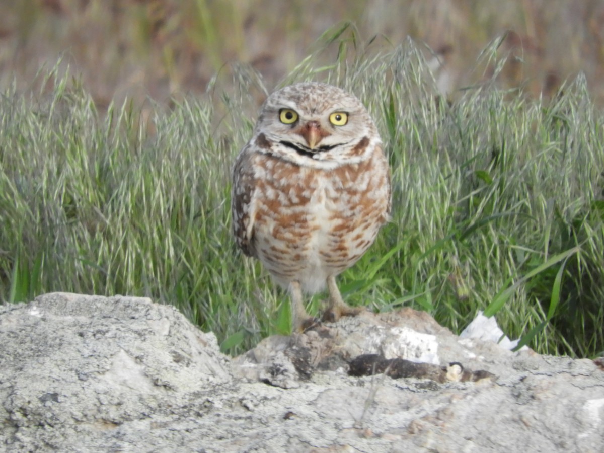 Burrowing Owl - Thomas Bürgi