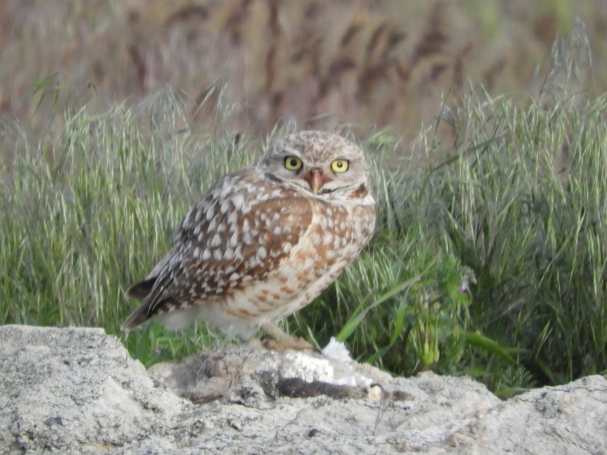 Burrowing Owl - Thomas Bürgi