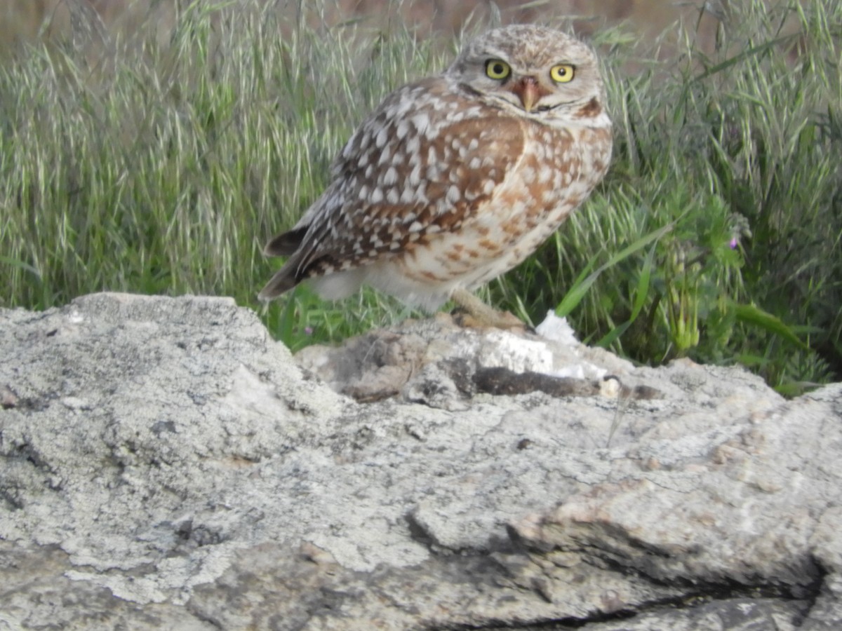 Burrowing Owl - Thomas Bürgi