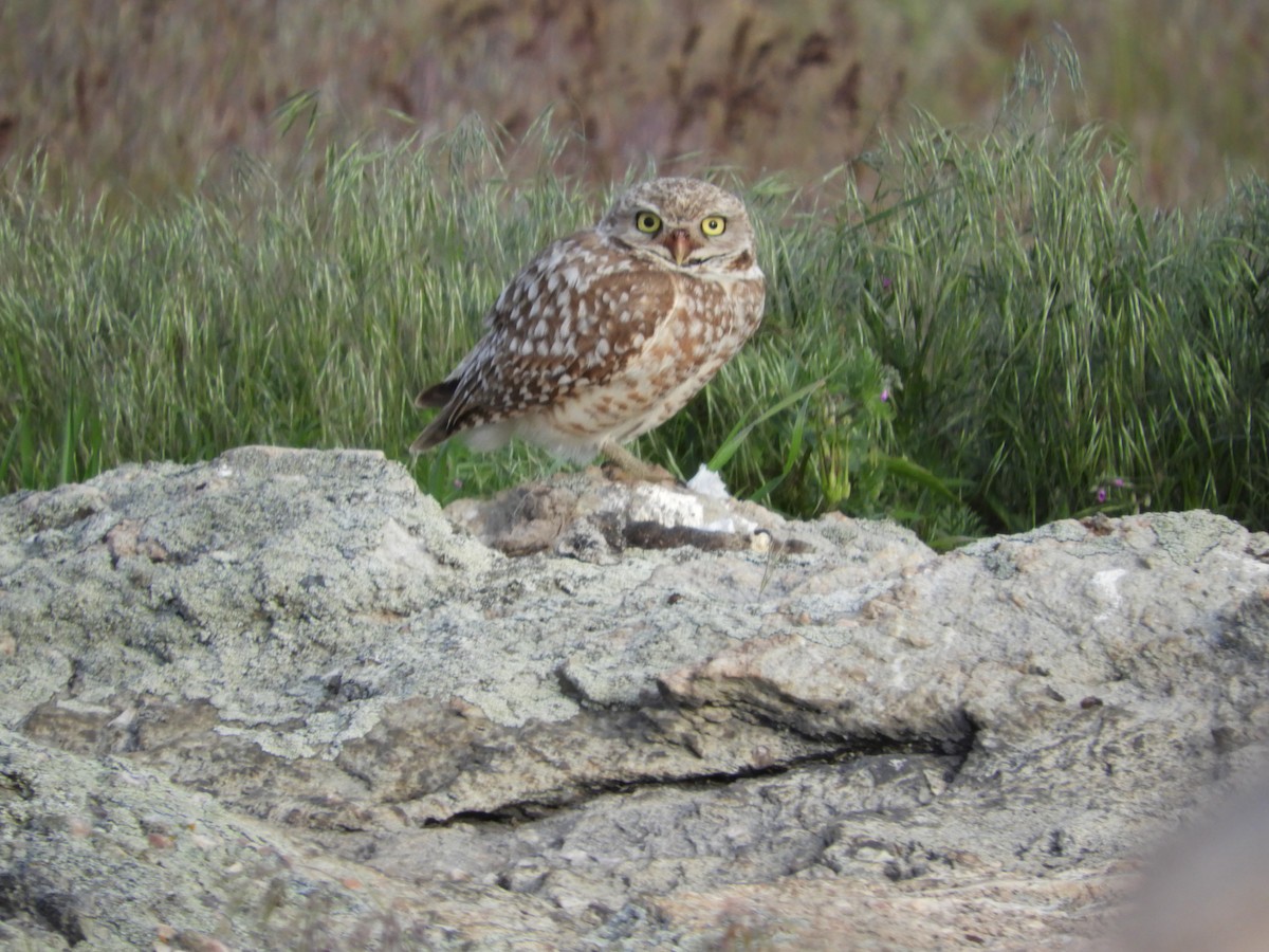 Burrowing Owl - Thomas Bürgi