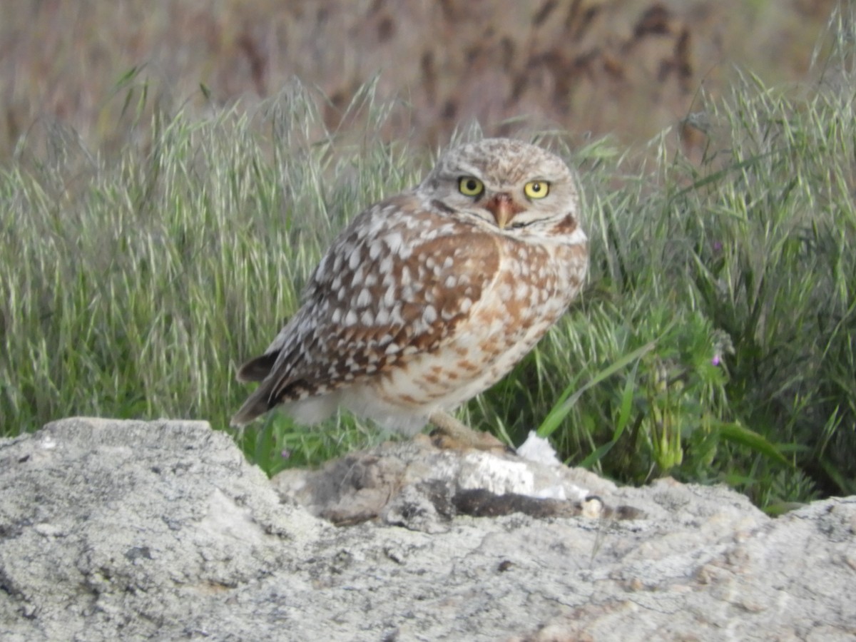 Burrowing Owl - Thomas Bürgi