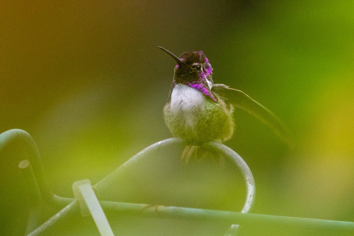 Costa's Hummingbird - ML619525661