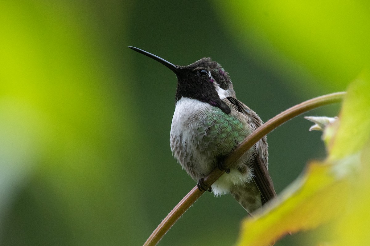 Costa's Hummingbird - James MacKenzie