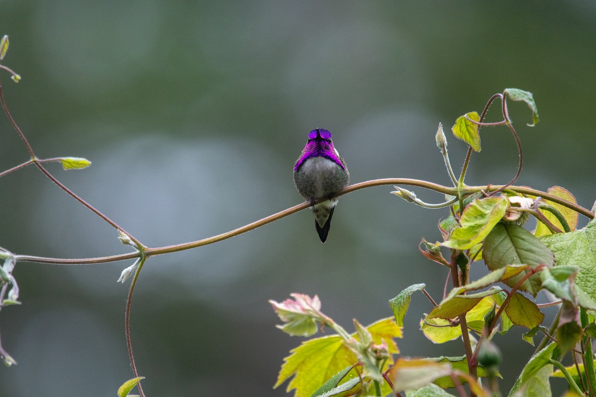 Costa's Hummingbird - James MacKenzie