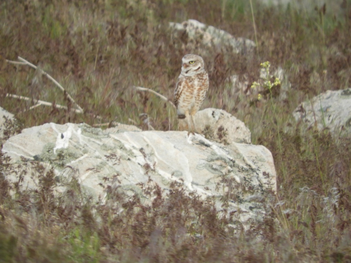 Burrowing Owl - Thomas Bürgi